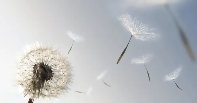 Allergy and Asthma