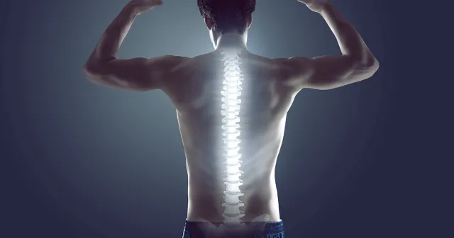 Spine