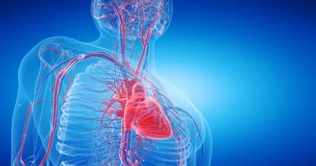Vascular